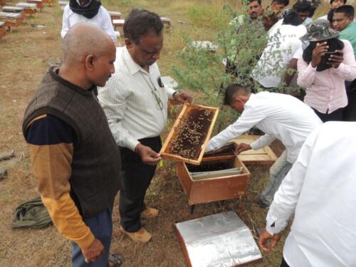 मधुमक्षिका पालन या विषयी ७ दिवसीय प्रशिक्षण 